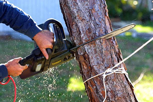 How Our Tree Care Process Works  in  Etna, PA
