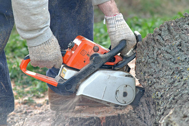 Reliable Etna, PA Tree Care Solutions