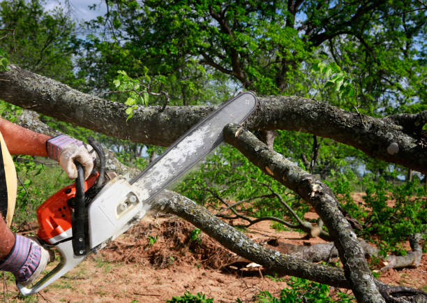 Best Utility Line Clearance  in Etna, PA